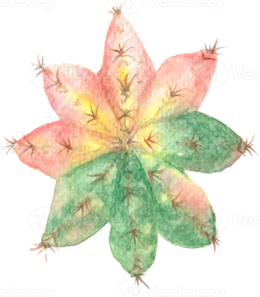 Gymnocalycium Cactus in Pink Green that was drawn and painted by hand in watercolor fine art style png