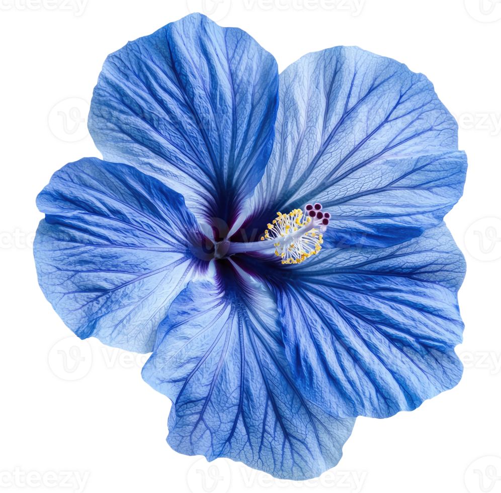 Blue hibiscus flower png