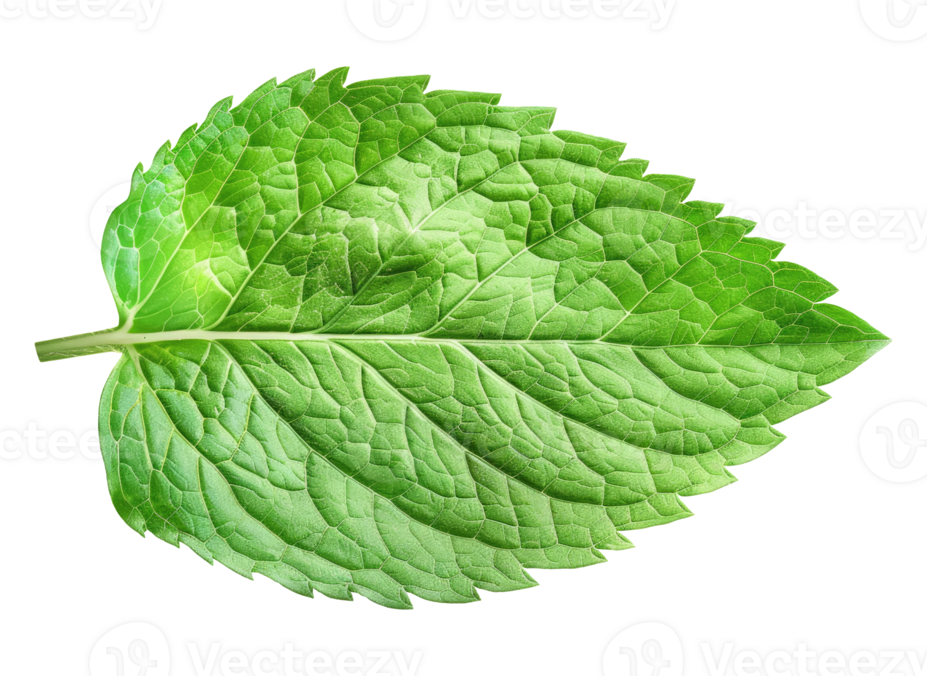 One Mint Leaf png