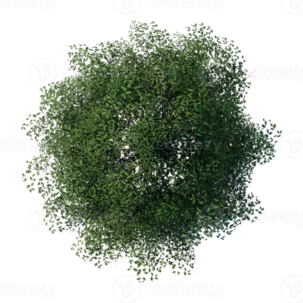 tree top view plant landscape architecture nature garden aerial render. trees branch isolate collection illustration png