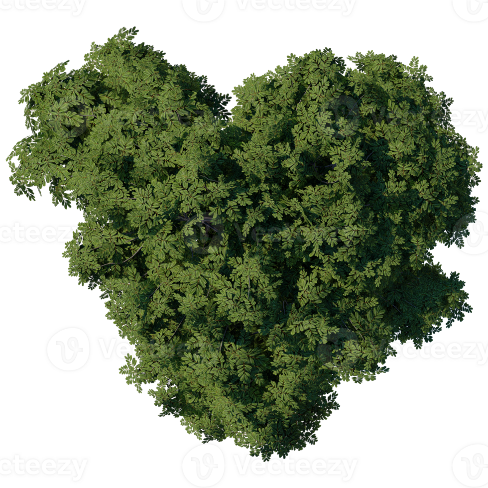 render 3d tree top view plant landscape architecture nature garden aerial render. png