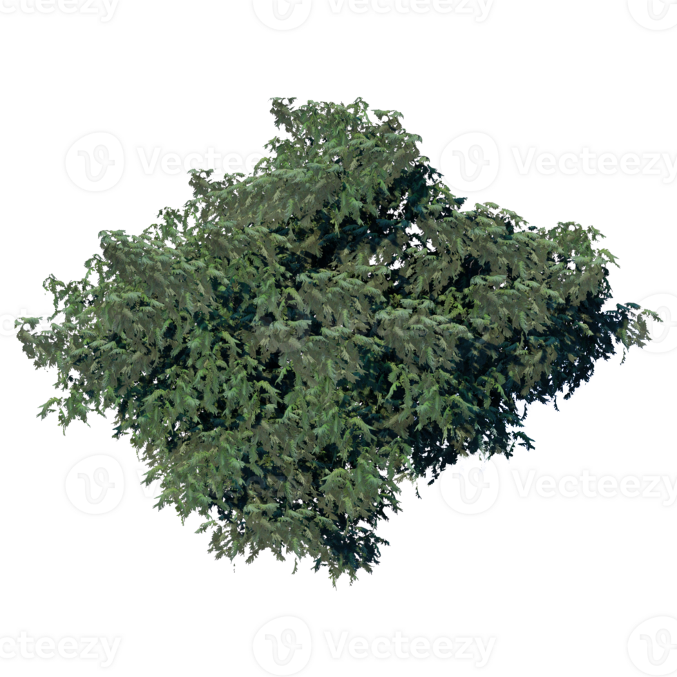 the tree top view plant landscape architecture nature garden aerial render. trees branch isolate collection illustration environment png