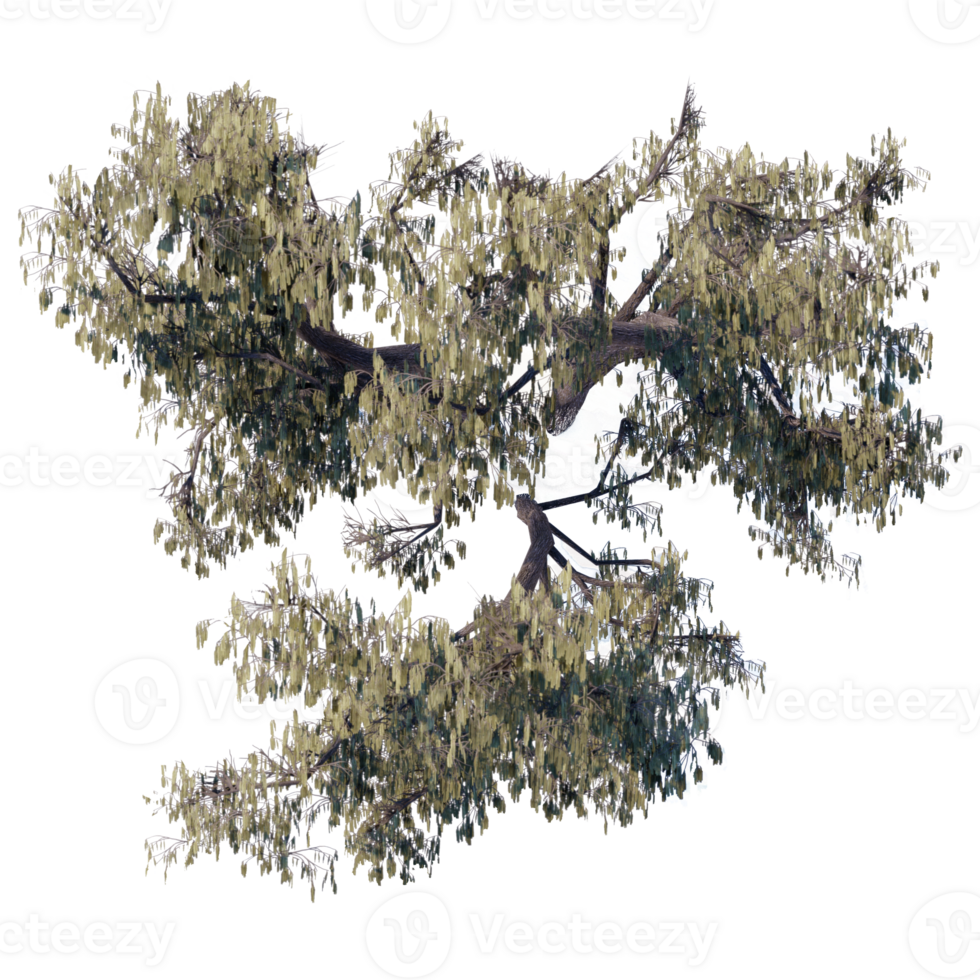 a tree top view plant landscape architecture nature garden aerial render. trees branch isolate collection illustration environment png