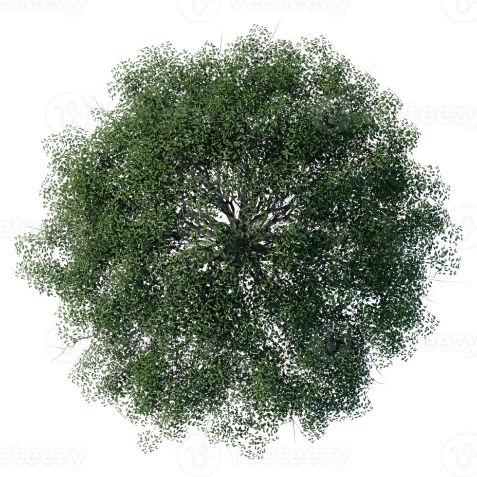 tree top view plant landscape architecture nature garden aerial render. trees branch png