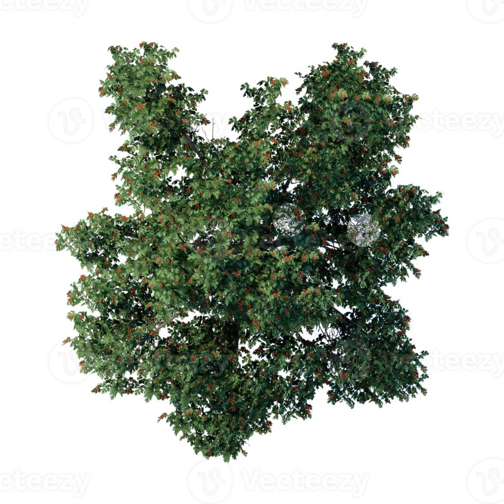 tree top view plant landscape architecture nature garden aerial render. trees branch isolate collection illustration environment png