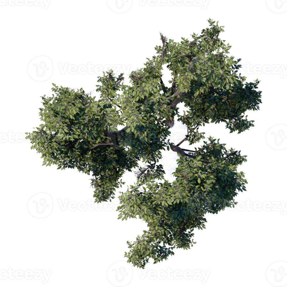 3d tree top view plant landscape architecture nature garden aerial render. trees branch isolate collection illustration environment png