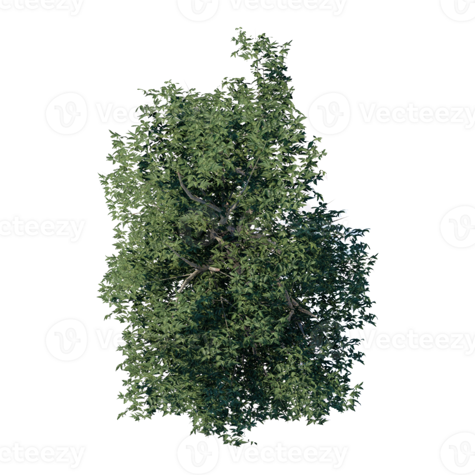 render tree top view plant landscape architecture nature garden aerial render. trees branch isolate collection illustration environment png