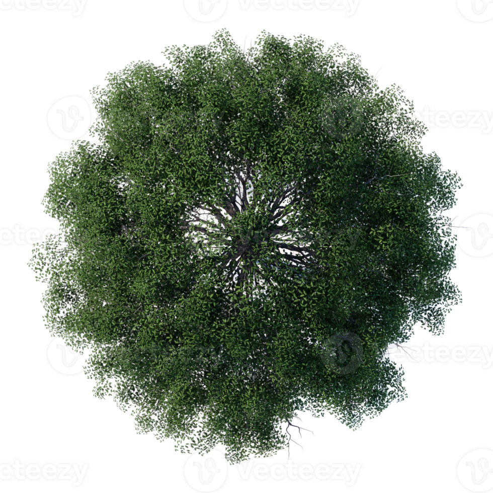 tree top view architecture nature garden aerial render. png