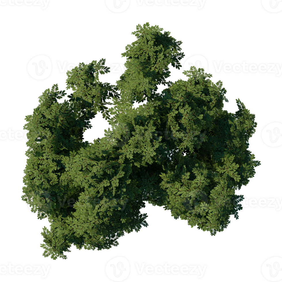 render 3d tree top view plant landscape architecture nature garden aerial render. trees branch isolate collection illustration environment png