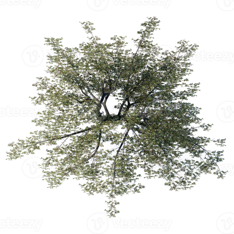 tree top view plant landscape architecture nature garden aerial render. trees branch isolate collection png