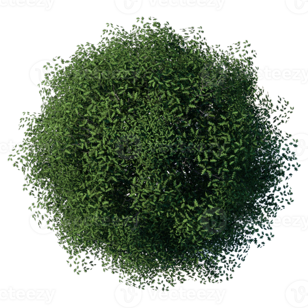 3d tree top view plant landscape architecture nature garden aerial render. trees branch isolate collection illustration png