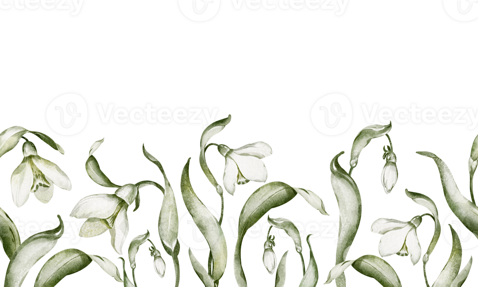Watercolor Snowdrop and Floral seamless Border in white and green tones. Illustration spring blooming flowers and leaves for wedding invitations, botanical greeting cards. Background seasonal decor. png