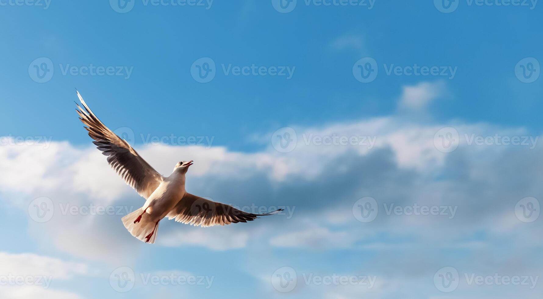 Seagull in Flight through a vibrant blue sky photo
