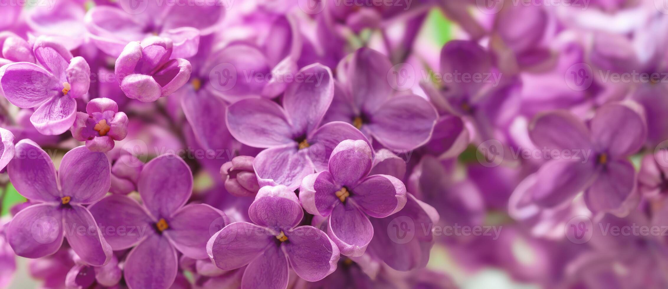 Blooming purple lilac flowers in spring garden photo