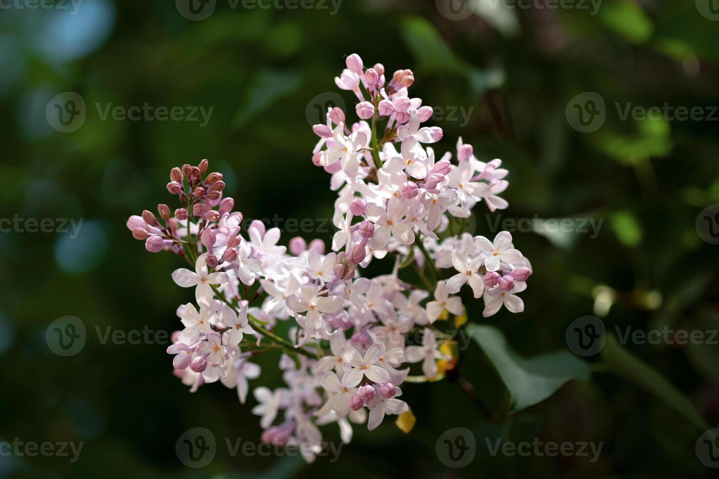 Blooming lilac flowers in a vibrant spring garden showcasing natures beauty photo