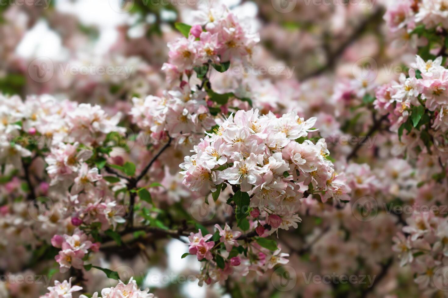 Beautiful springtime blossoms create a peaceful floral background in nature photo