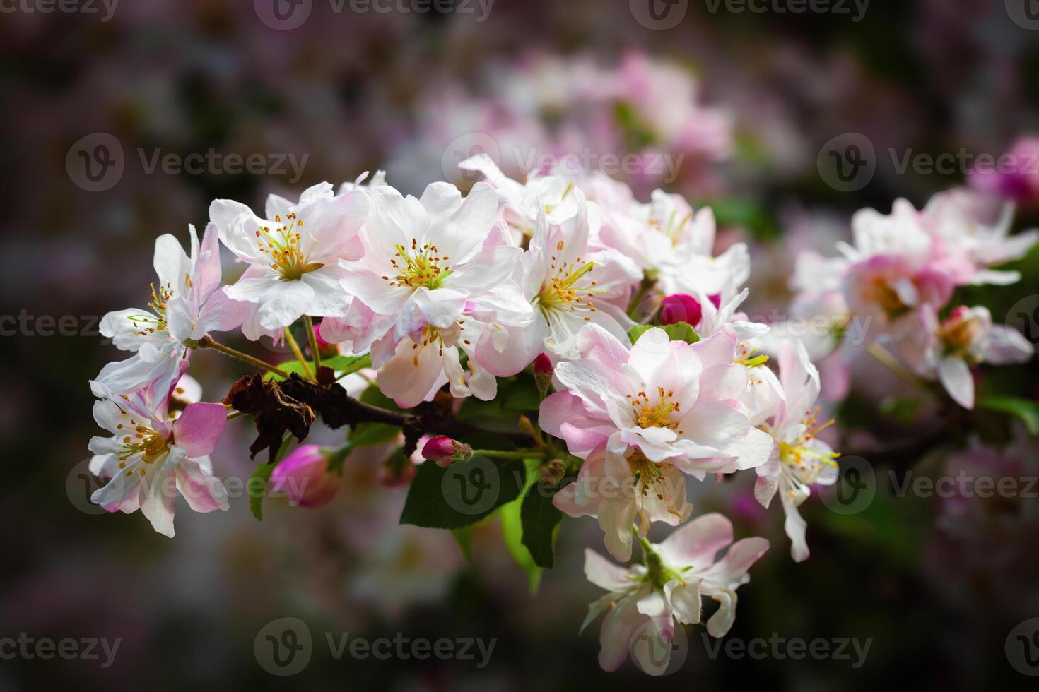 Spring blossoms in a natural floral background showcasing delicate white and pink flowers photo