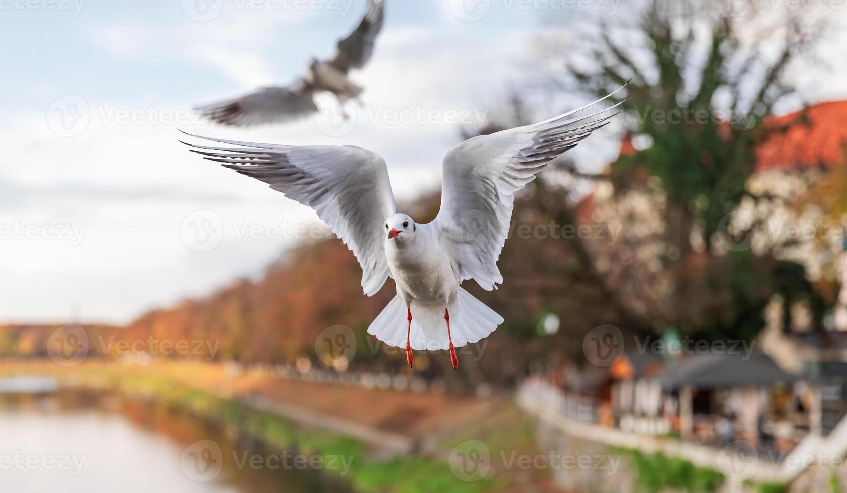 Seagull in Autumn Flight photo
