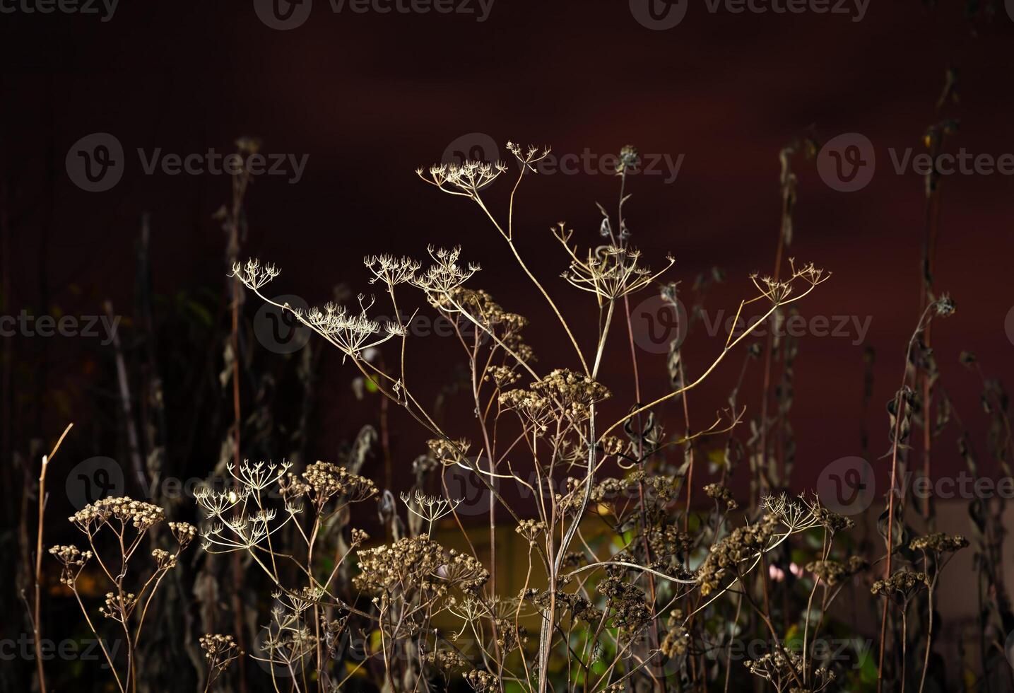 Dried Plants at Night. Nature background photo