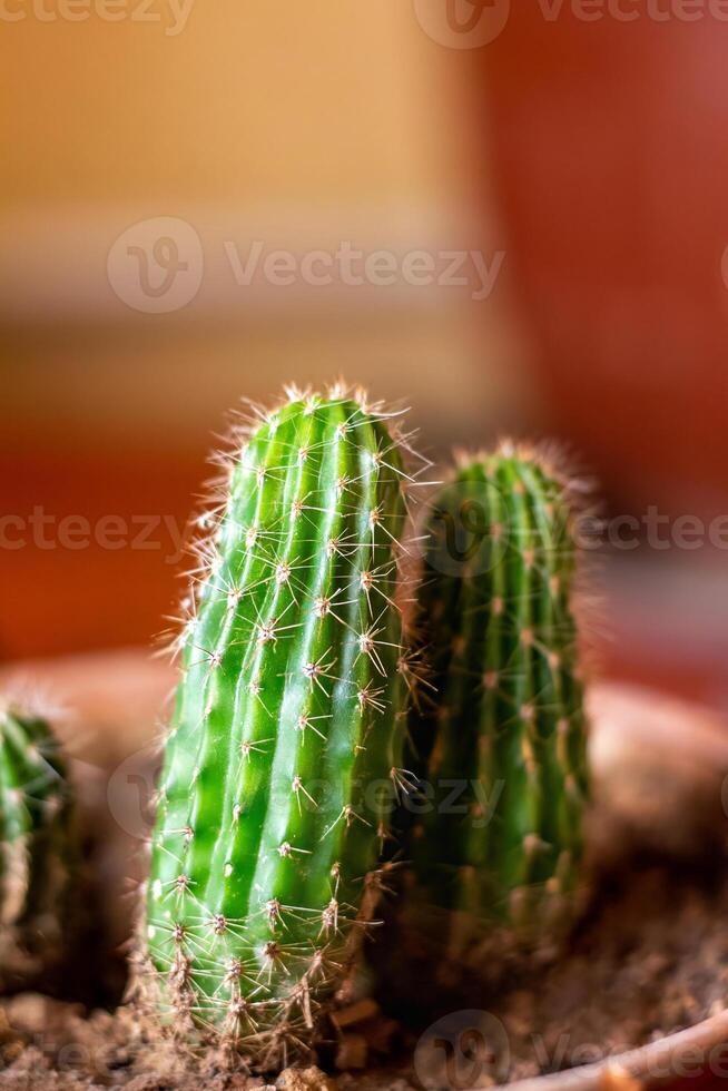 Cactus growing, in a pot in winter in the room photo