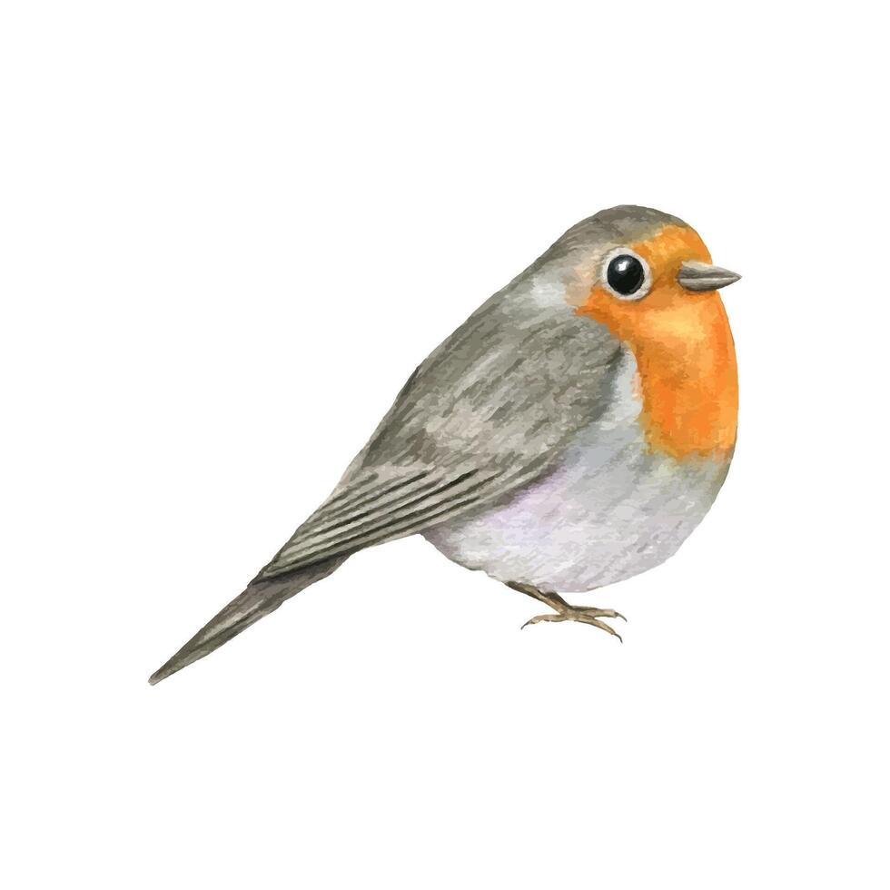 Watercolor sitting red Robin Bird illustration. Spring cute little bird with orange breast. European Erithacus rubecula for Valentine day, mother day cards, greetings, Christmas design vector