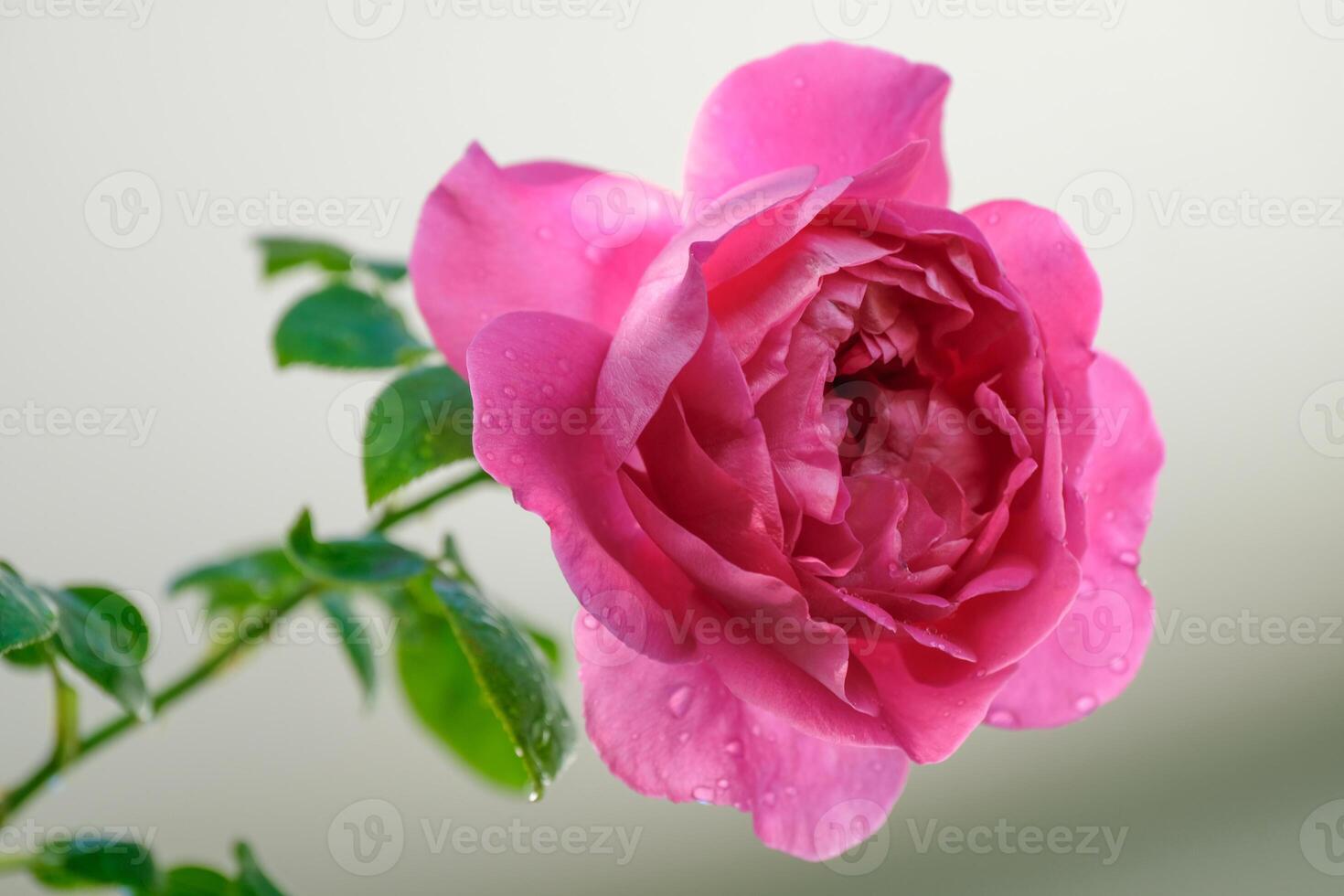 Beautiful Pink roses flower bloom in the summer in the country garden, Close up rose booming and water drop on petals and blur green nature background, photo
