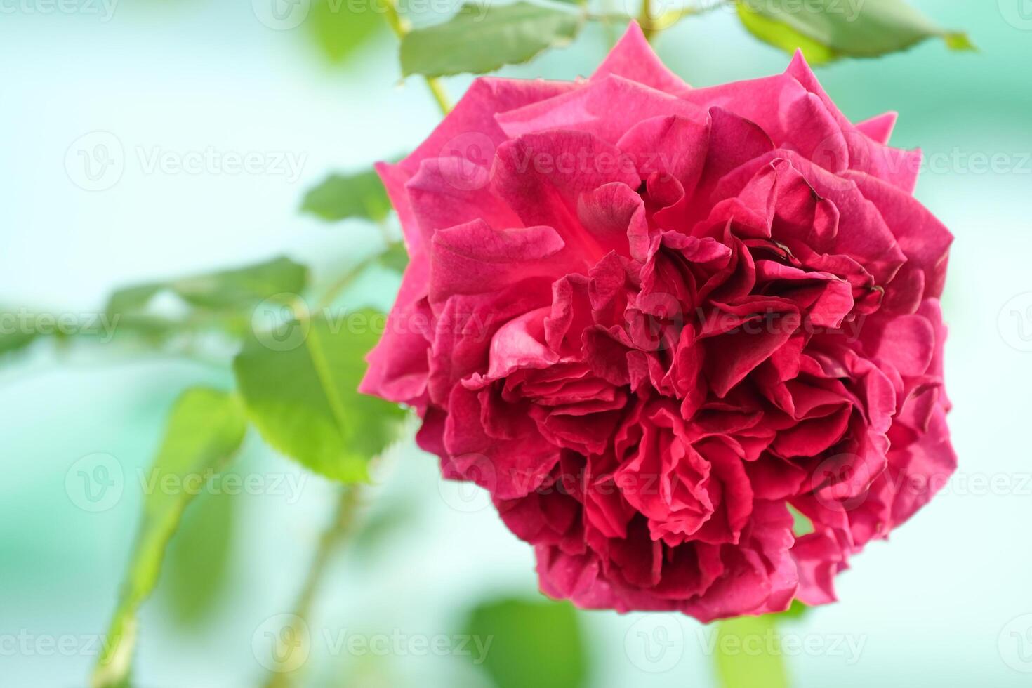 Beautiful Pink roses flower bloom in the summer in the country garden, Close up rose booming and water drop on petals and blur green nature background, intimate, romantic, delicate photo