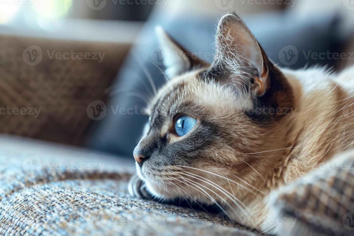 serene cat with enchanting blue eyes rests on cozy sofa, exuding calmness and curiosity photo