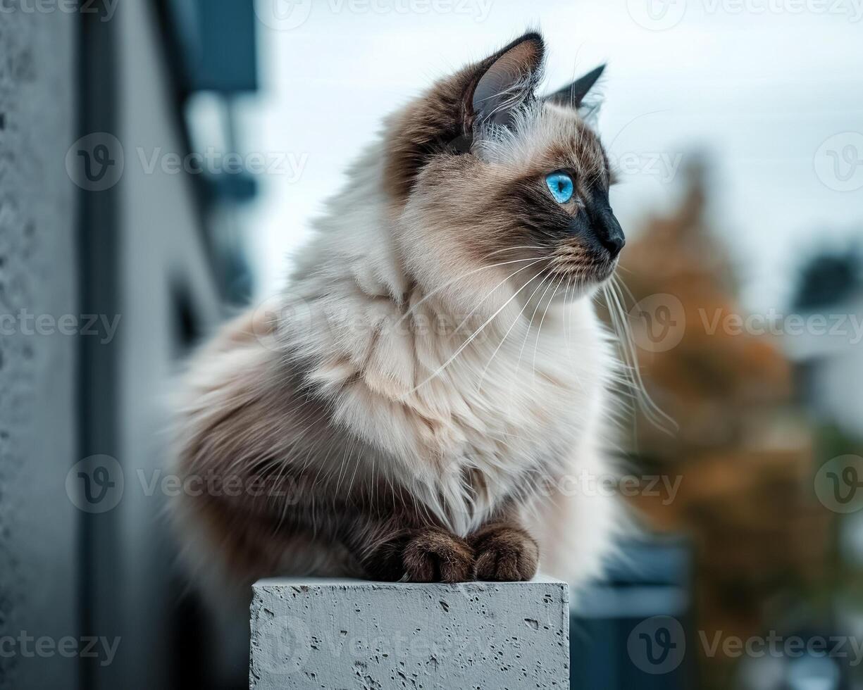Majestic cat with blue eyes sitting gracefully on ledge, showcasing its fluffy fur and alert expression photo