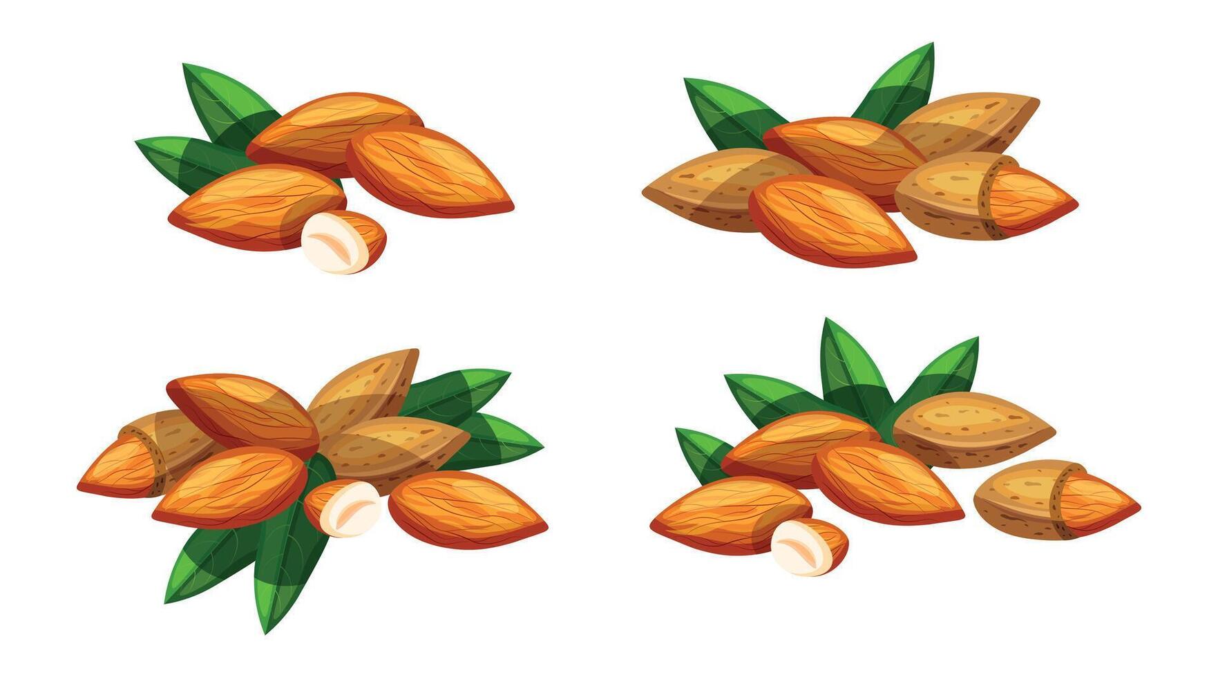 Set of fresh and tasty almonds isolated on white background. Illustration of whole, peeled and half almonds with green leaves in cartoon style. vector