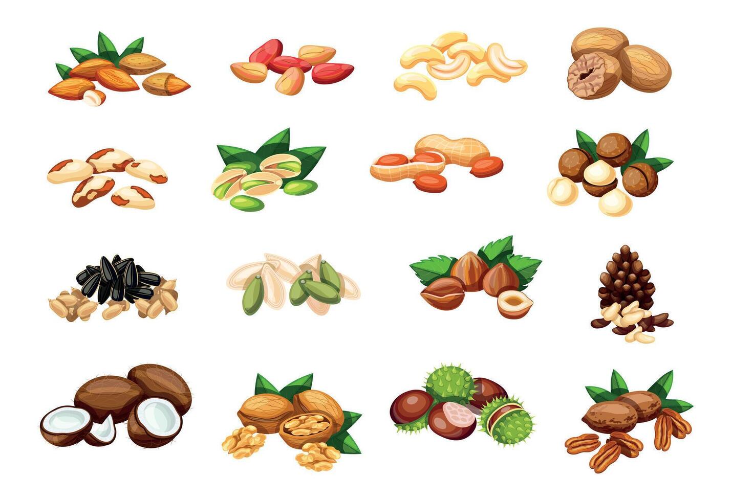 Set of nuts, seeds in cartoon style. Flat illustration, almond, cola, cashew, nutmeg, brazil nut, pistachio, peanut, macadamia, sunflower, pumpkin seed, hazelnut, pine nut, coconut, walnut, chestnut. vector