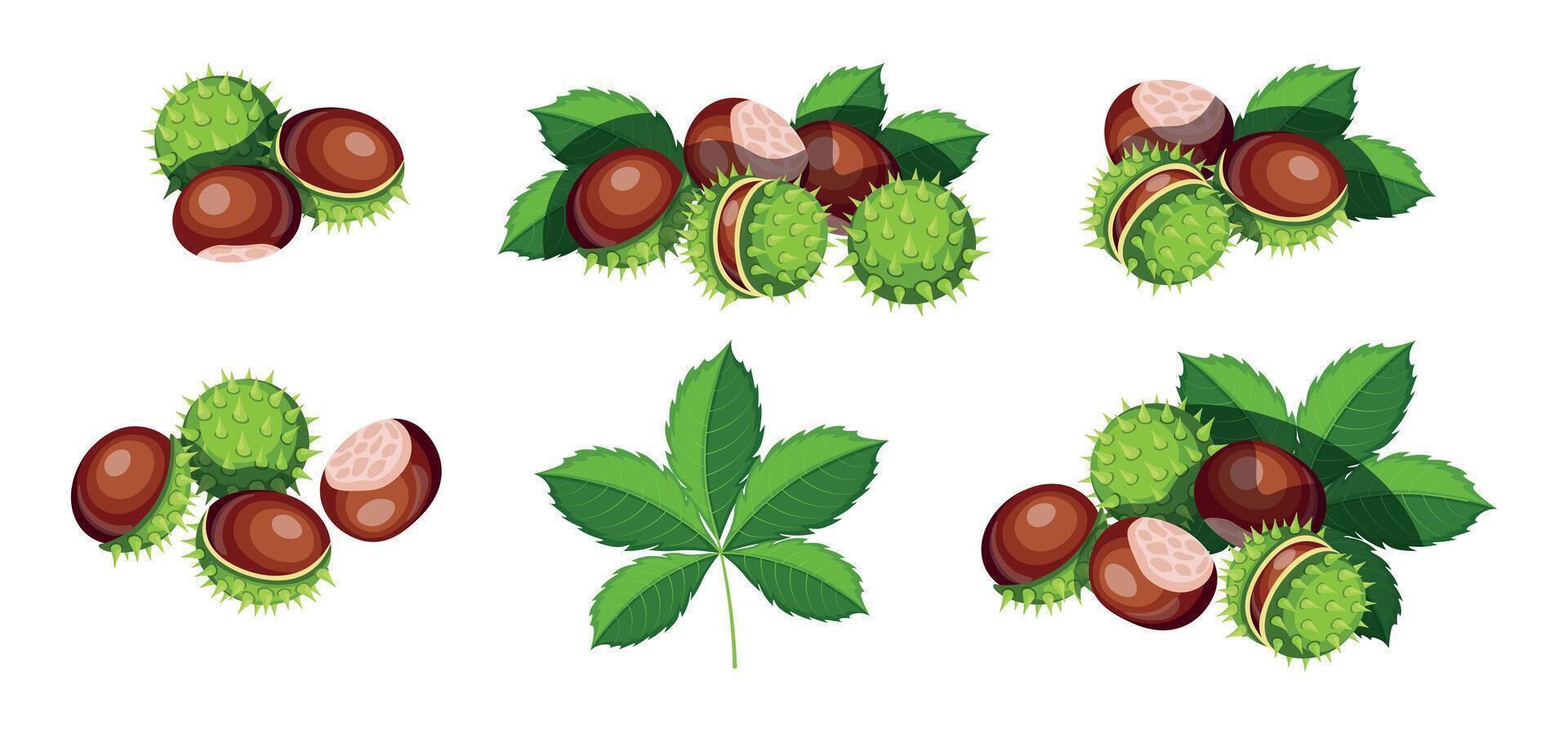 Set of fresh chestnuts in cartoon style. Illustration of beautiful whole and peeled green thorny and brown chestnuts, leaves isolated on white background. vector