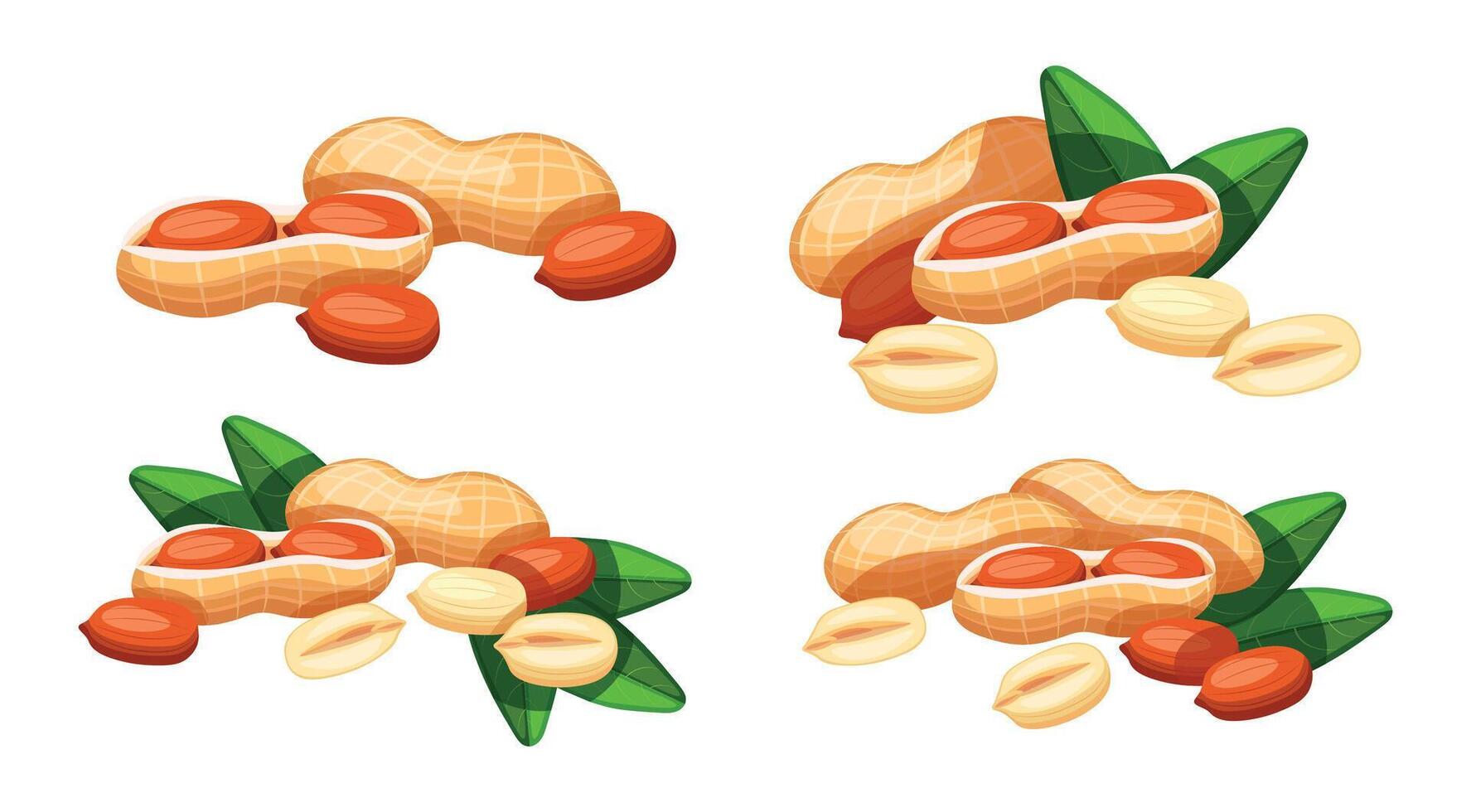 Set of delicious and beautiful peanuts isolated on white background. Illustration of fresh whole, shelled and half peanuts with green leaves in cartoon style. vector