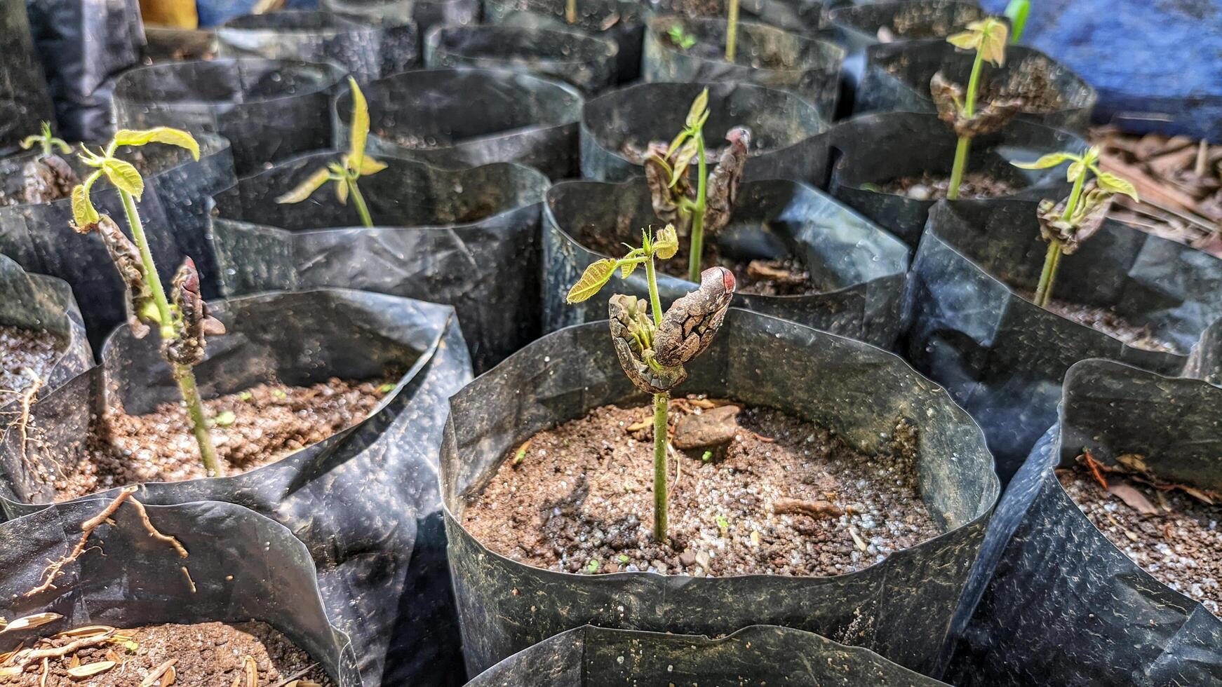 Close up of a cocoa tree seedling photo