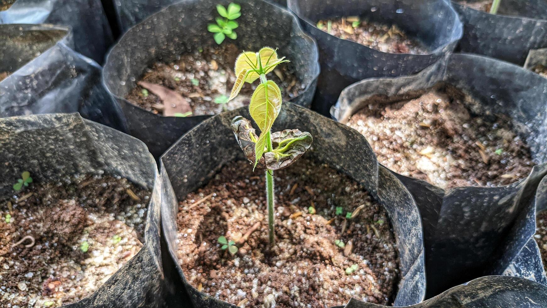 cocoa tree seedling. photo