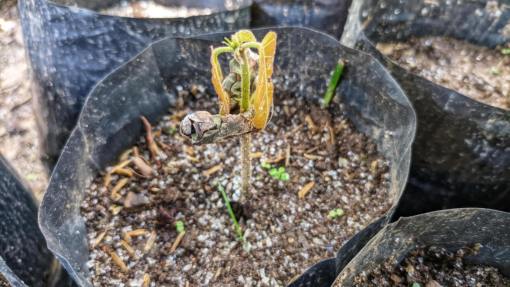 Close up of a cocoa tree seedling. photo