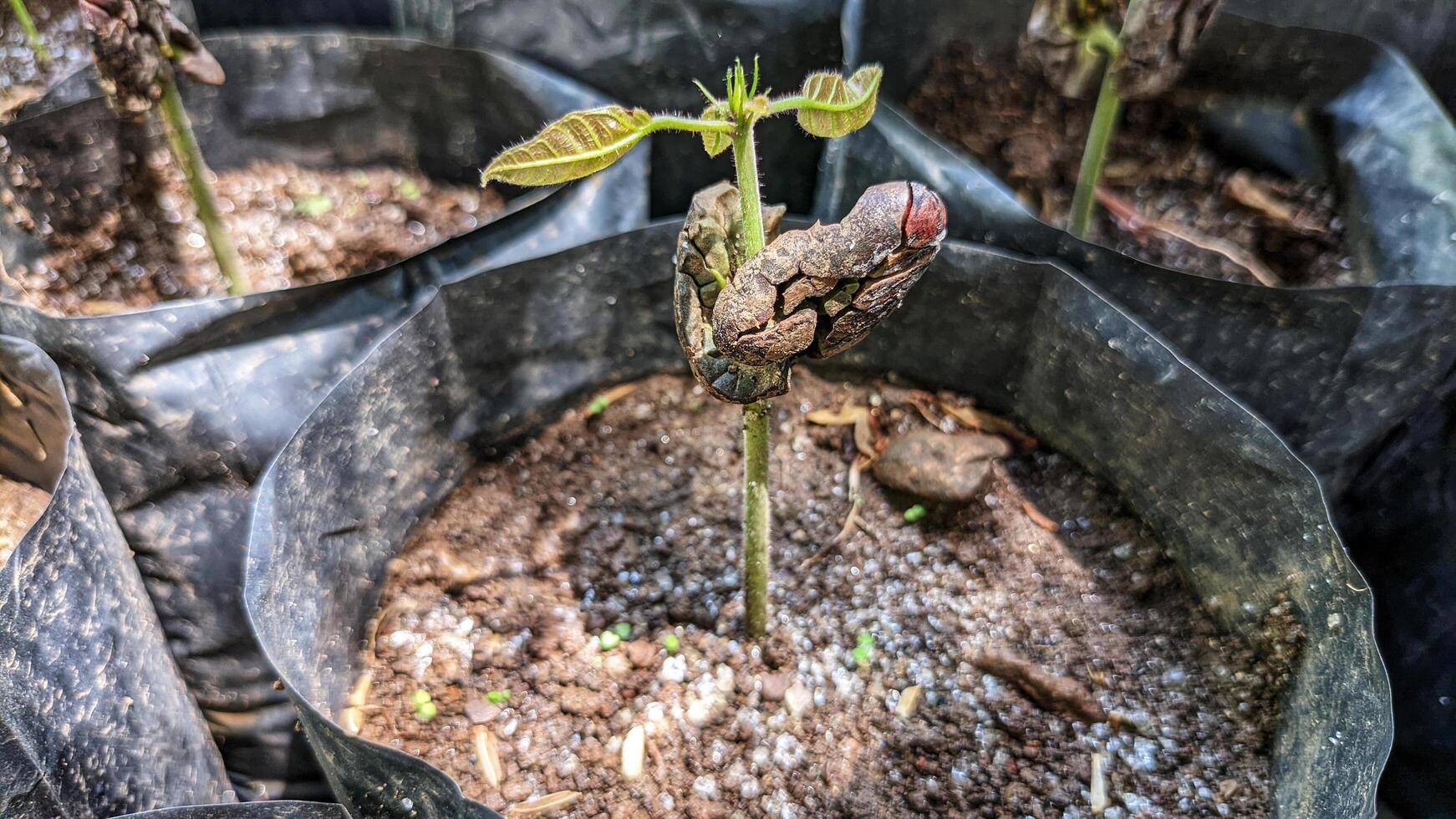 Close up of a cocoa tree seedling. planted by farmers in kolibet or pots. photo