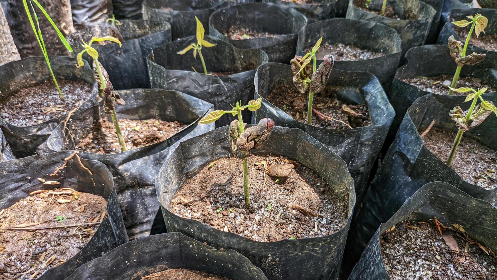 Close up of a cocoa tree seedling. planted by farmers in kolibet photo
