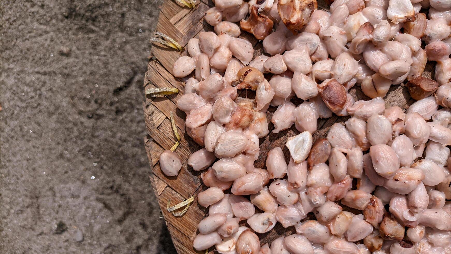 Selective focus on wet or raw cocoa beans that are dried in the sun photo