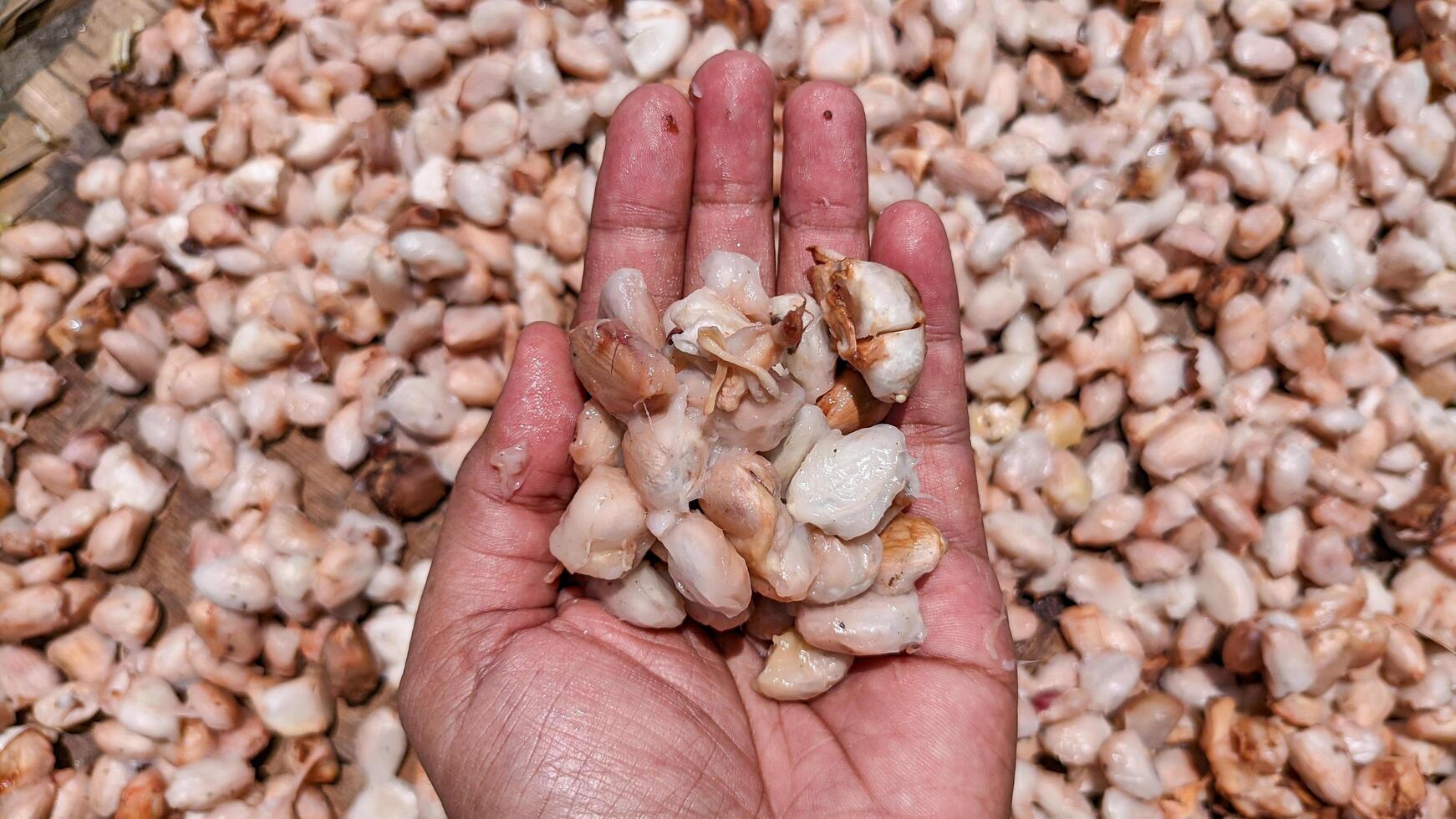 Selective focus on wet or raw cocoa beans that are dried in the sun by farmers. photo