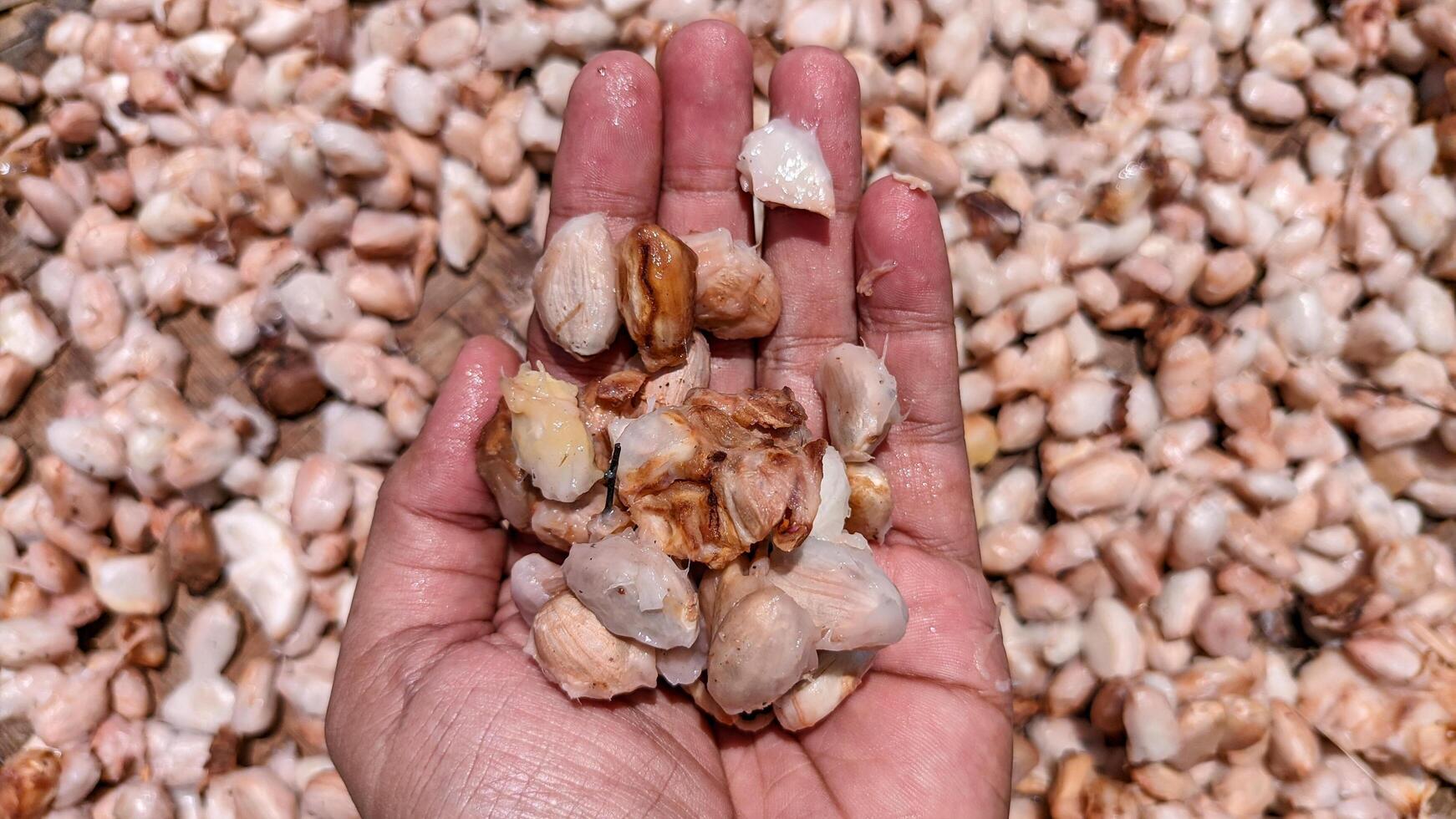 Theobroma cacao, are used to make chocolate liquor, cocoa butter and chocolate. photo