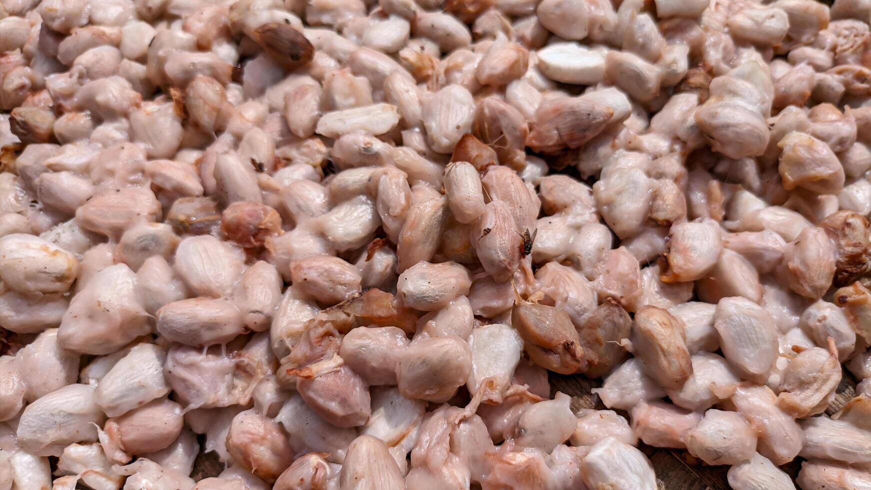 Selective focus on wet or raw cocoa beans photo