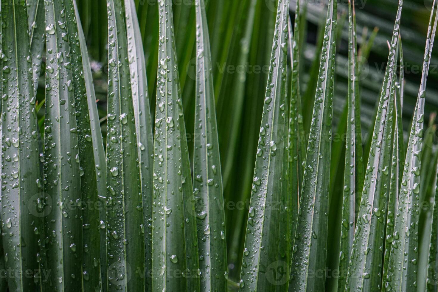 a close up of a palm tree with water droplets on it photo
