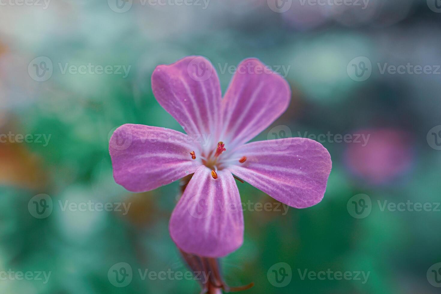 A beautiful pink flower in the garden in springtime photo