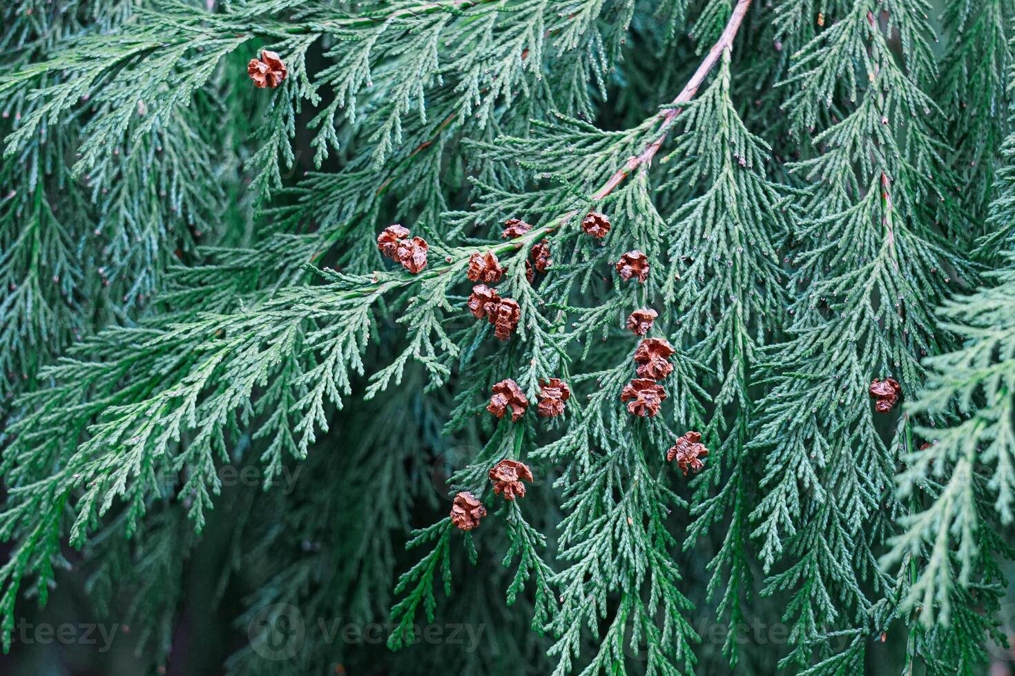 green pine tree leaves in the forest, cypress leaves, green . background photo