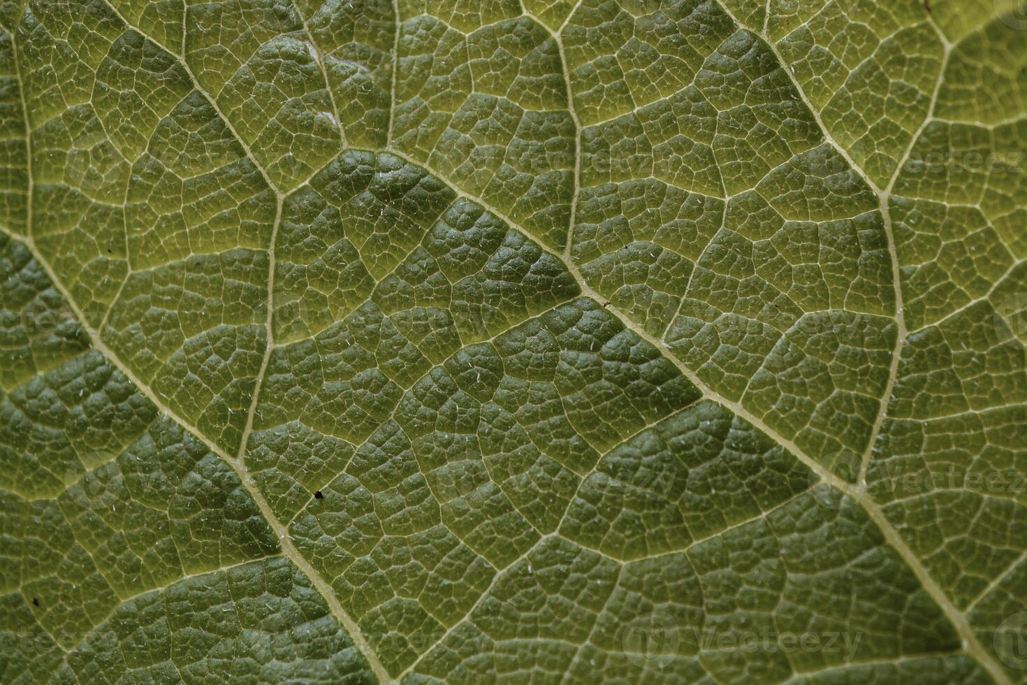 green, leaf veins in springtime. abstract green background photo