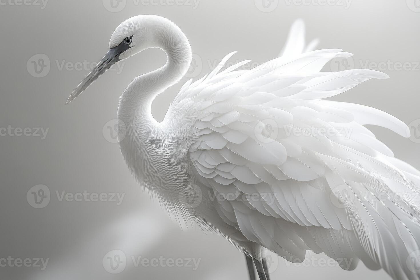 White heron showing its wonderful plumage on blurred background photo