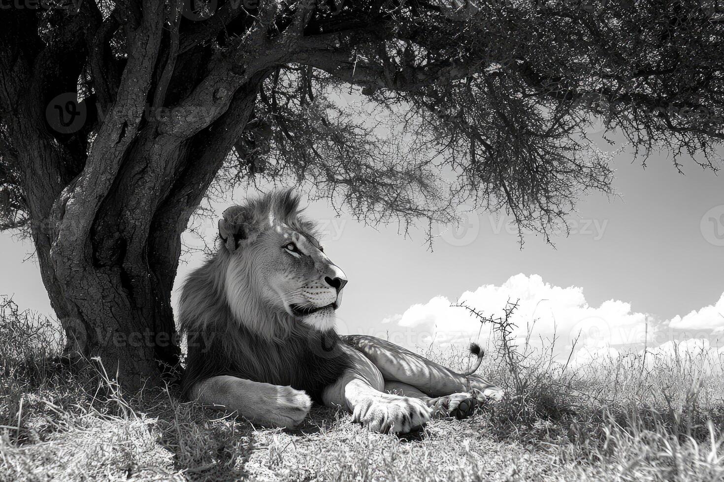Majestic lion resting under a tree in black and white. photo
