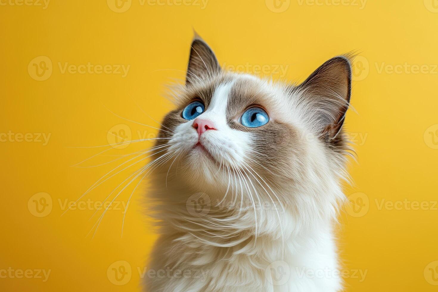 Adorable ragdoll cat looking up on yellow background photo