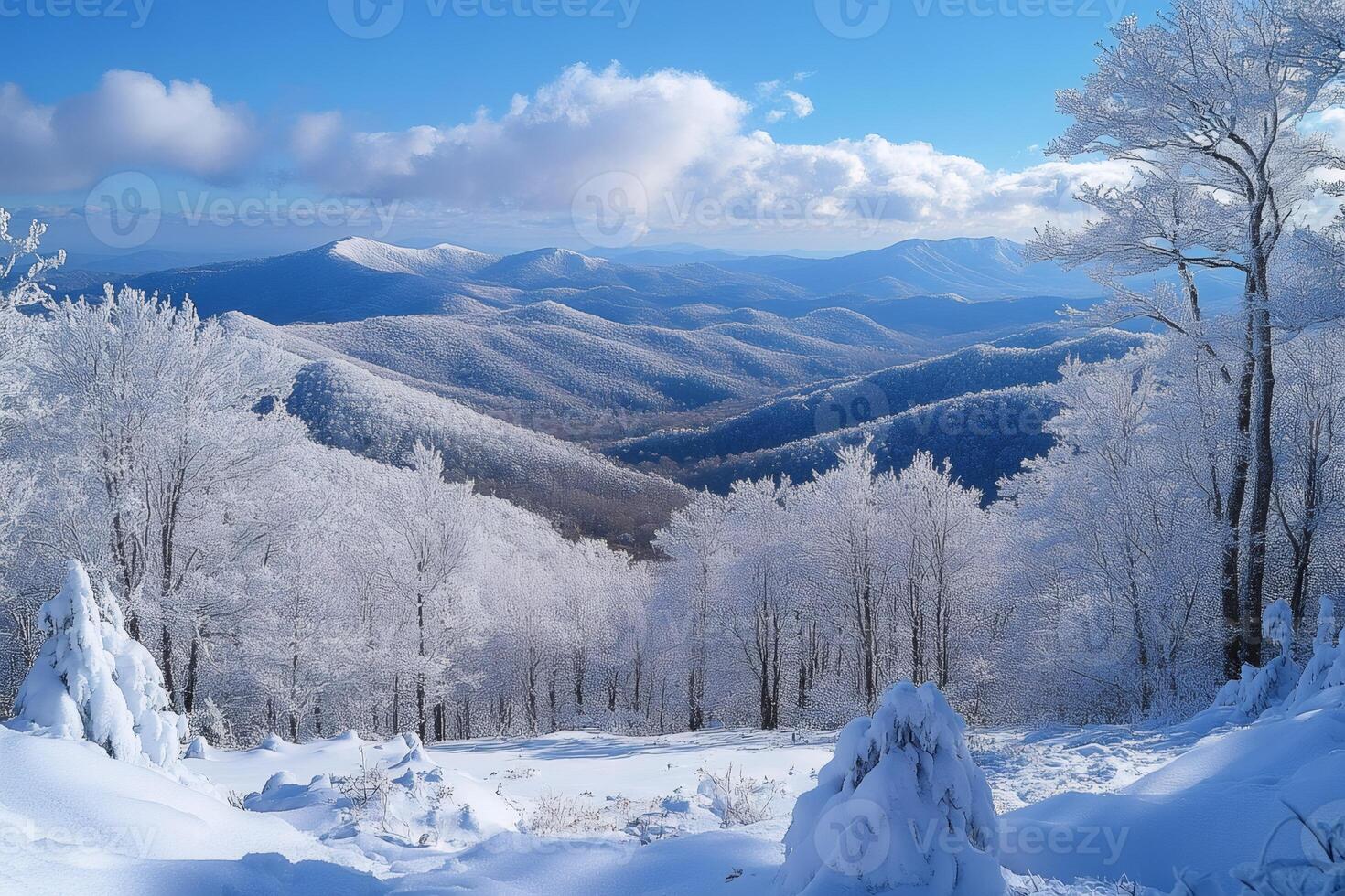 Snow covered forest overlooking rolling hills in winter photo